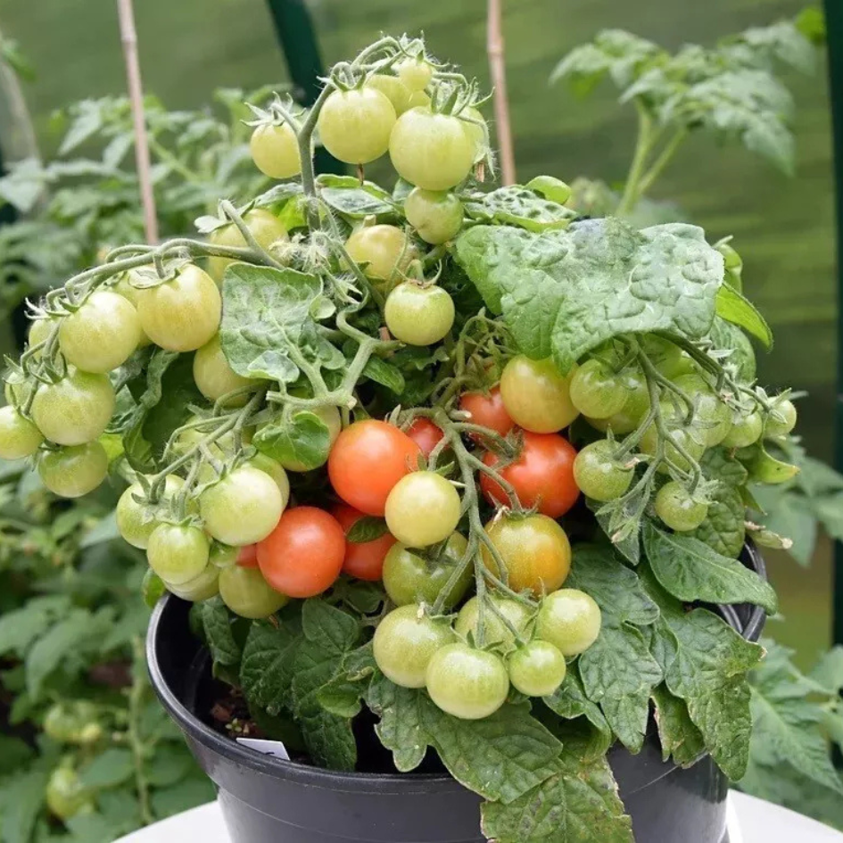 Bush tomato &