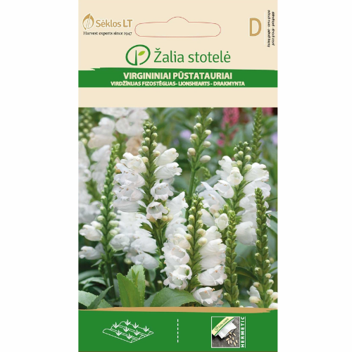 Drakmynta - Lionshearts (Obedient Plant)