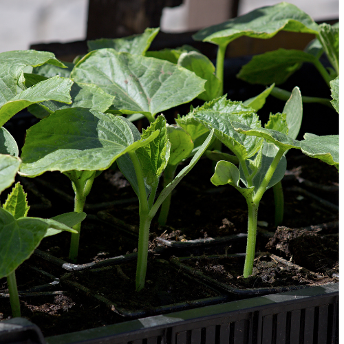 Cucumber Mix – 12-pack small plug plants