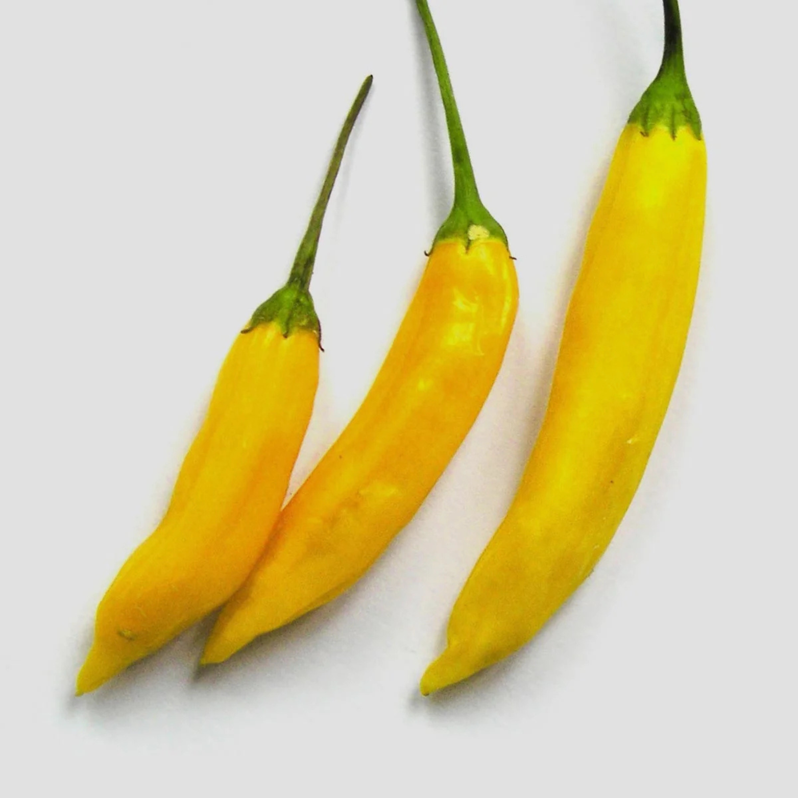 Chili Seeds - Ají Limón / Lemon Drop – Yellow Chili Pepper