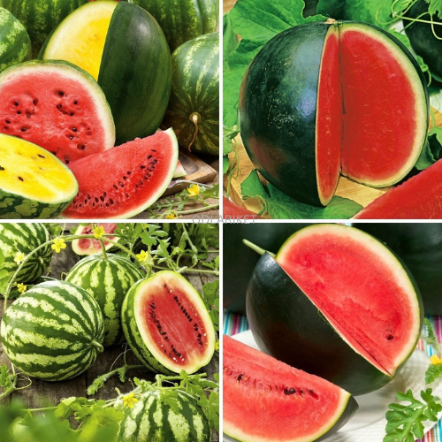 Watermelon seeds - selection of 4 varieties
