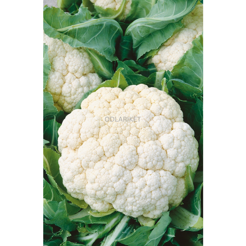 Cauliflower &
