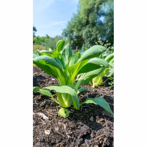 Pak choi planta