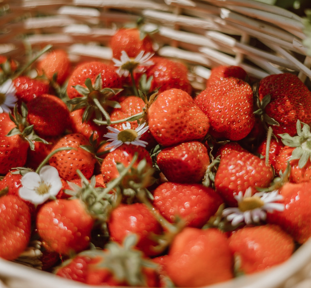 Strawberry Falco - 10-PACK - Medieval variety