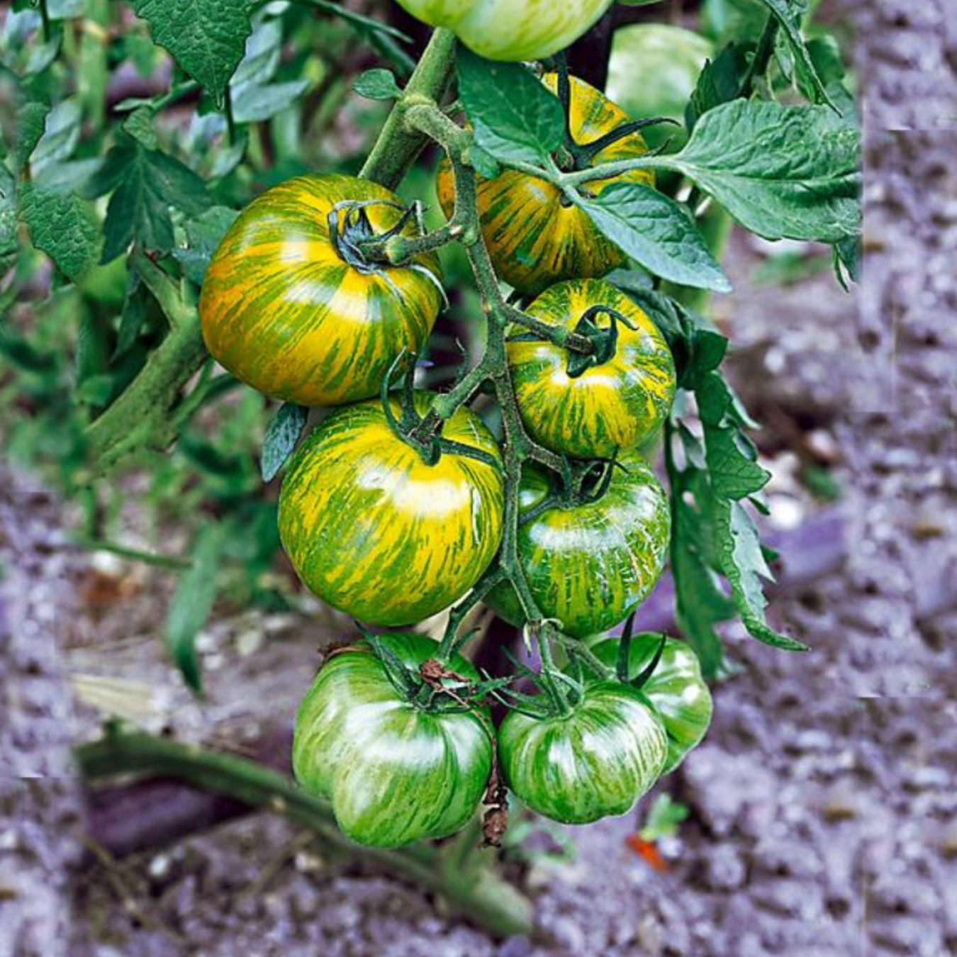 Tomato &