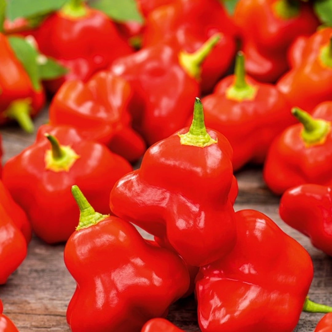 Chilipeppar ‘Okrasný Zvonek’