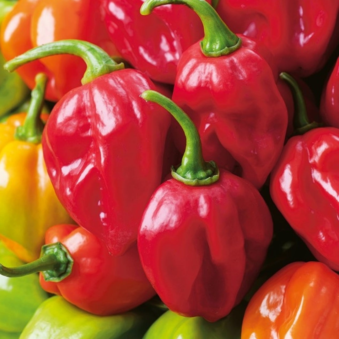 Chili &