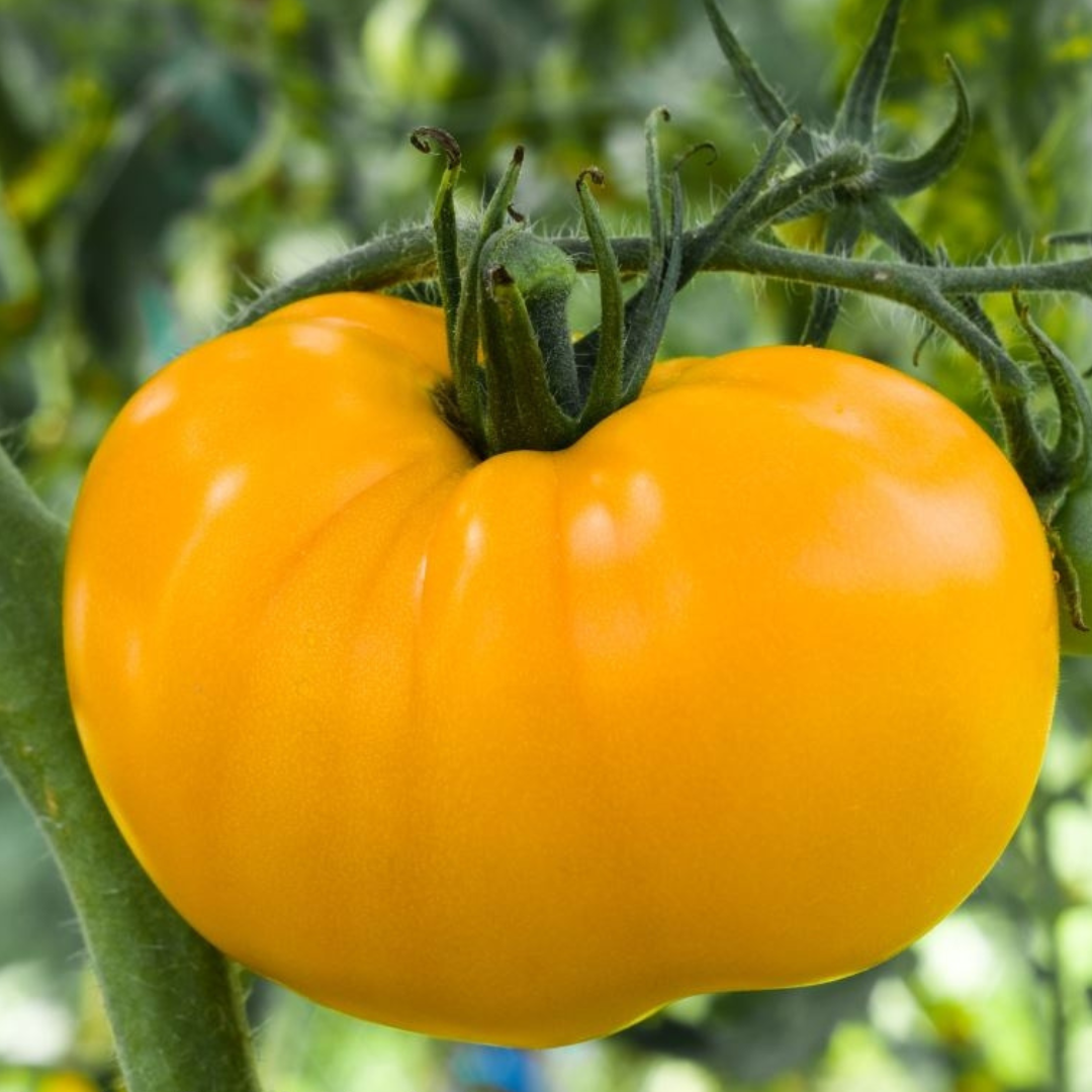 Tomato &