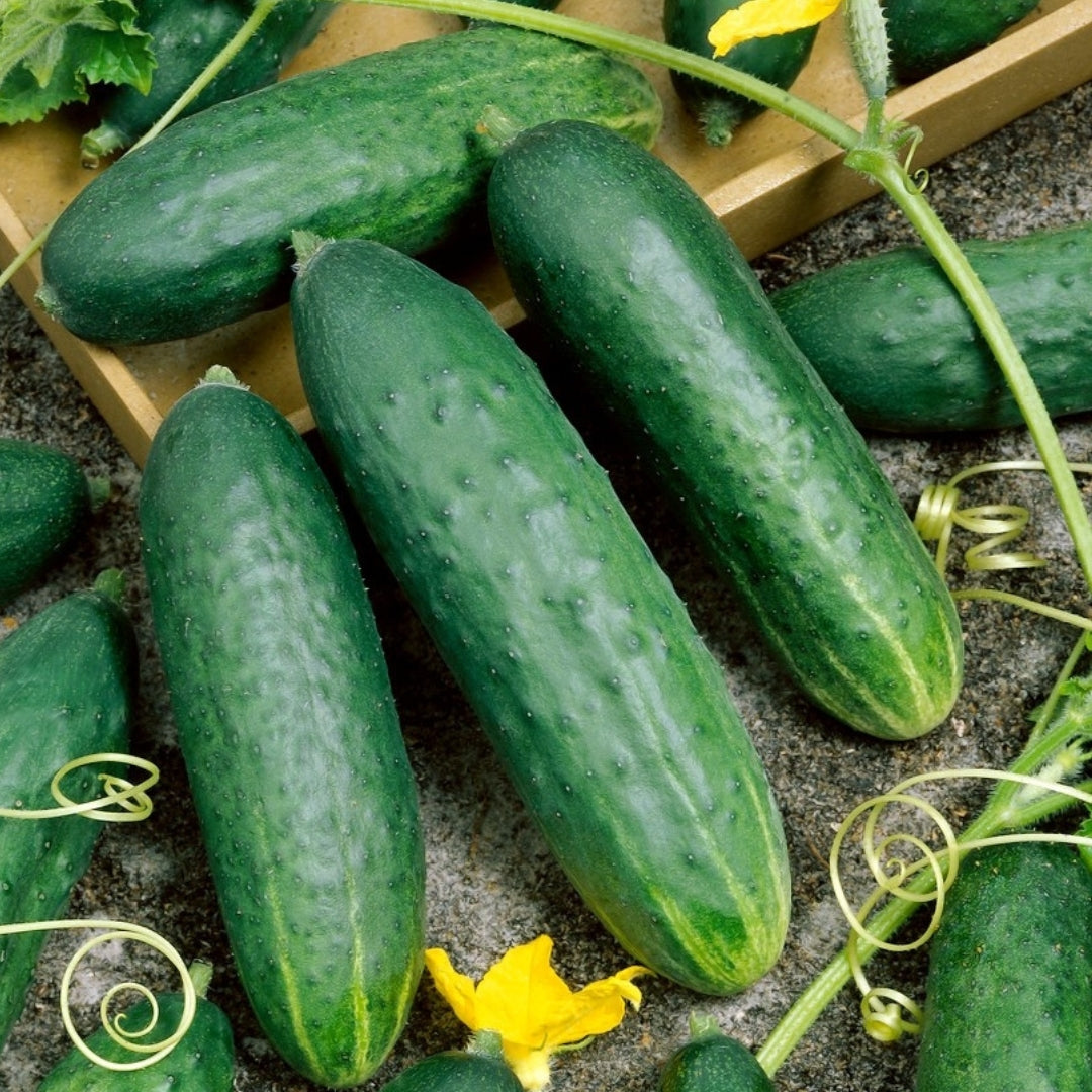 Gurka ‘Delicious’