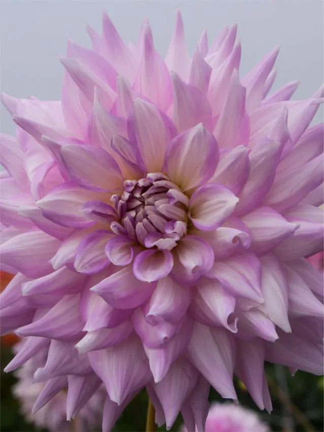 Dahlia - Almand&