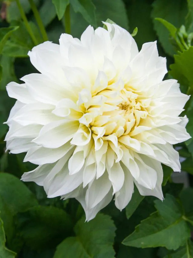 Dahlia - Avalanche