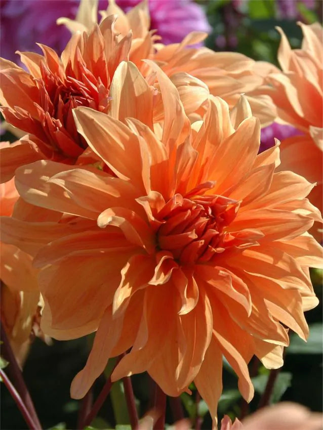 Dahlia - Babylon bronze