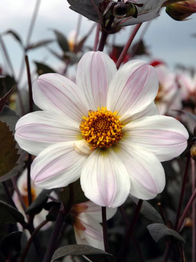 Dahlia - Bishop of Dover