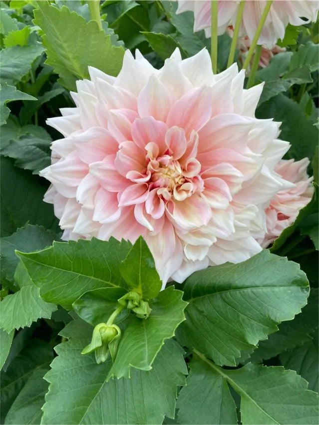 Dahlia - Break out