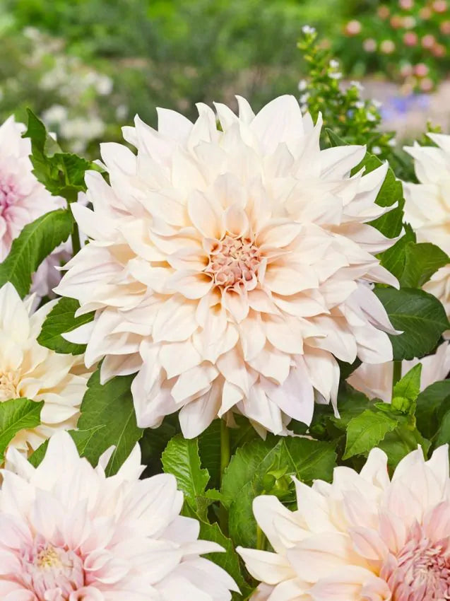 Dahlia - Cafe Au Lait