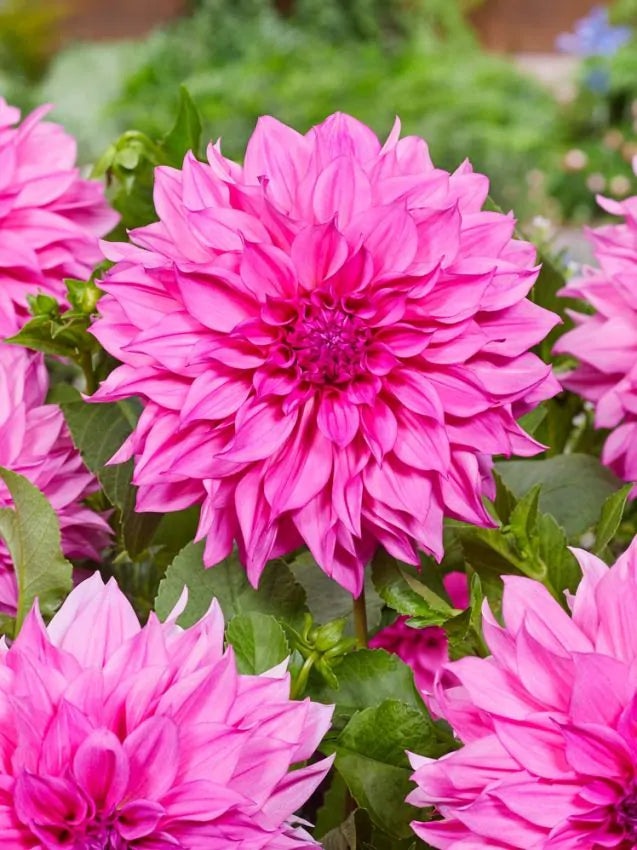 Dahlia - Dinner plate