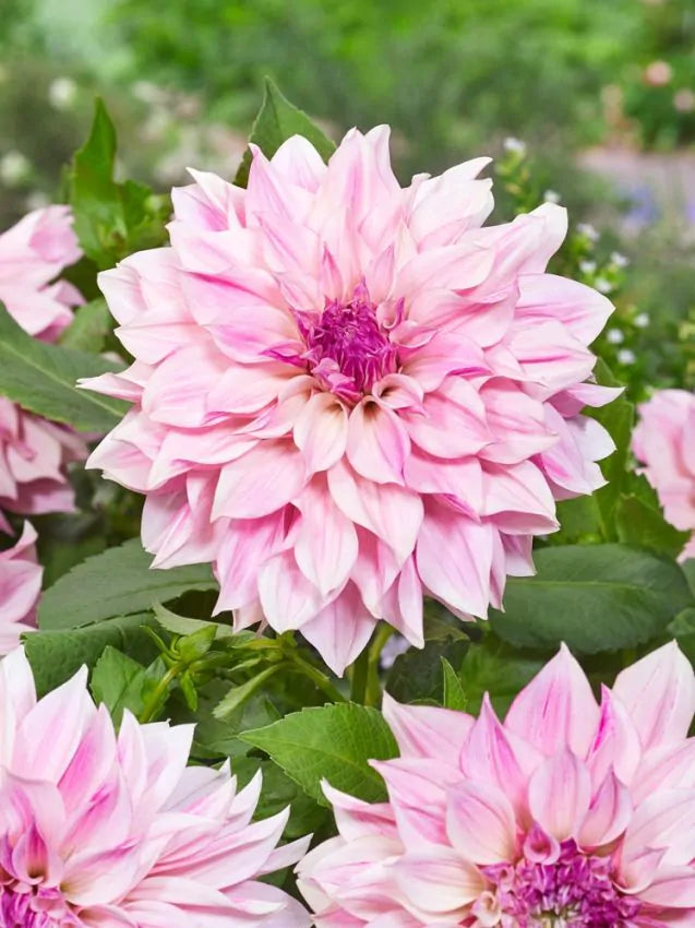Dahlia - Cafe au lait royal