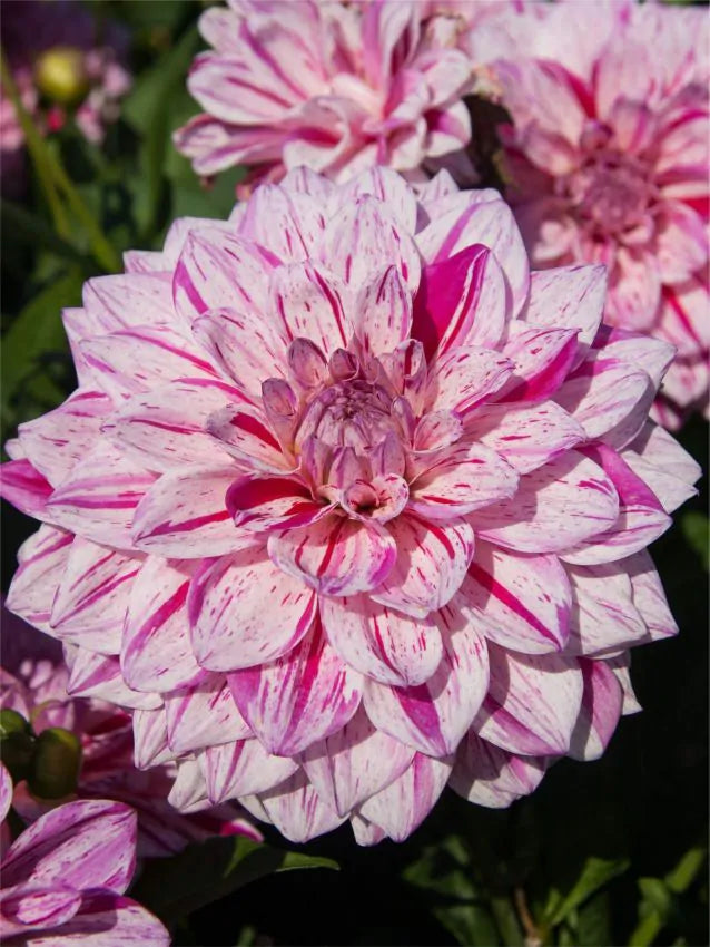 Dahlia - Peppermint