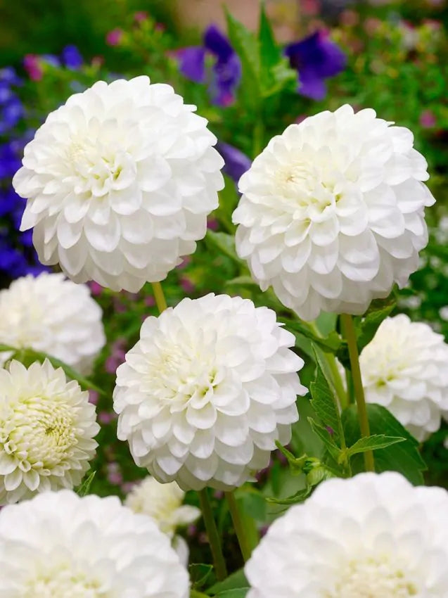 Dahlia - Petras wedding