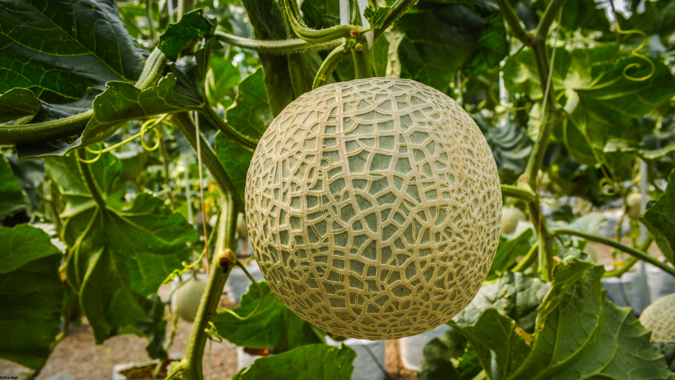 MELON