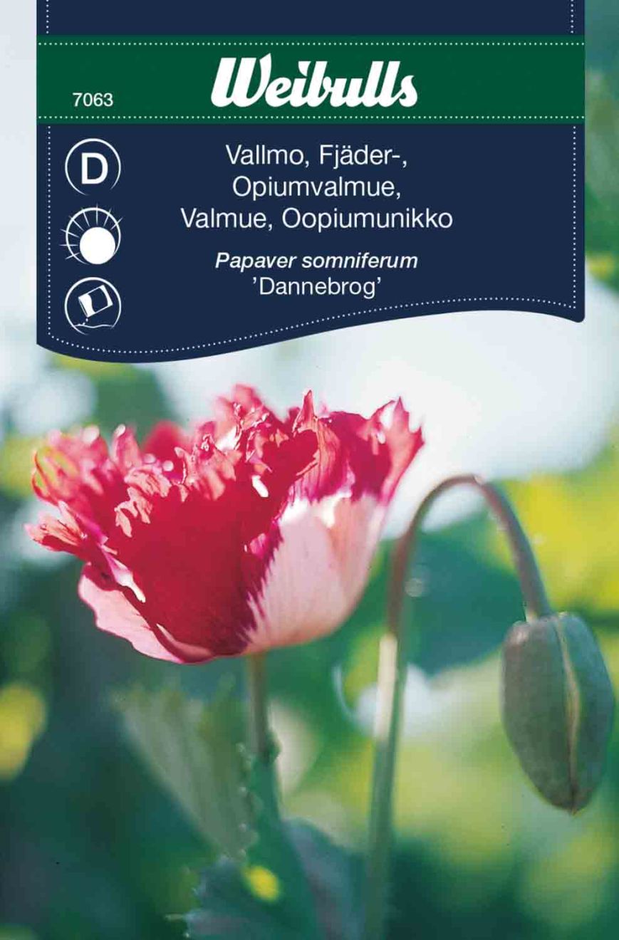 Poppy, spring- Dannebrog