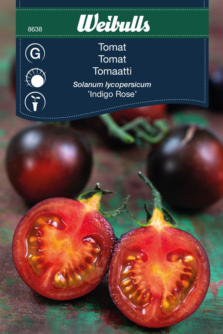 Tomat – Indigo Rose