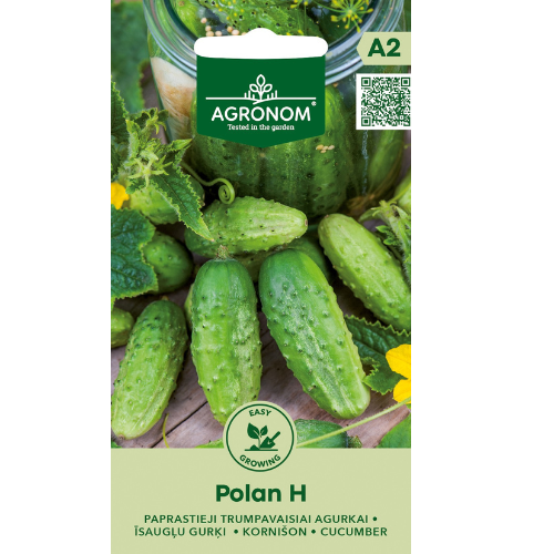 Cucumber - Polan H