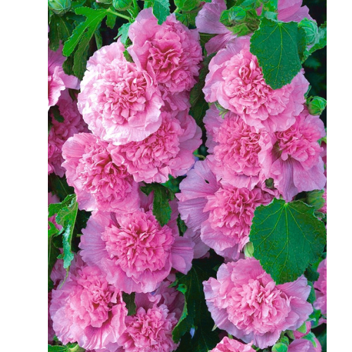 Stockros Pink