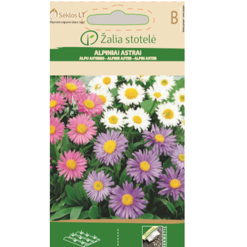 Alpine Aster