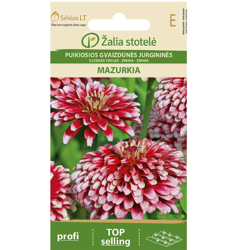 Zinnia - Mazurkia