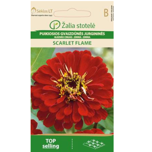 Zinnia - Scarlet Flame
