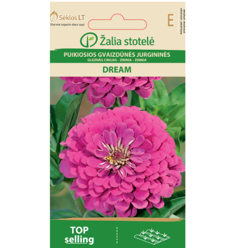 Zinnia - Dream
