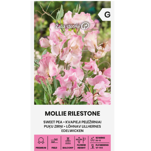 Sweet Pea - Mollie Rilestone