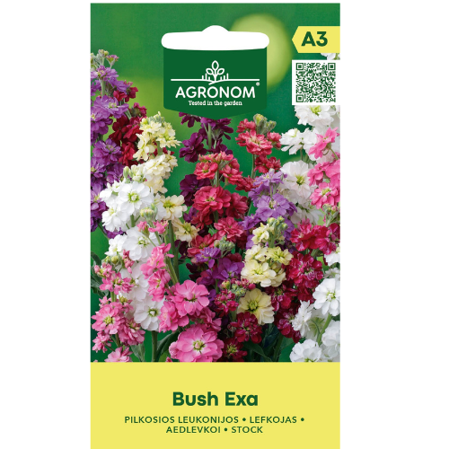 Hollyhock - Bush Exa
