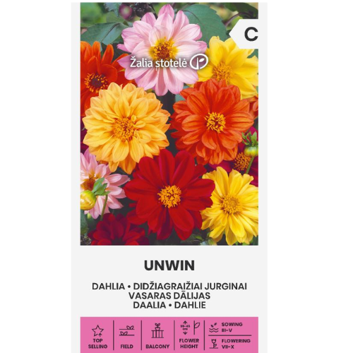 Dahlia - Mignon