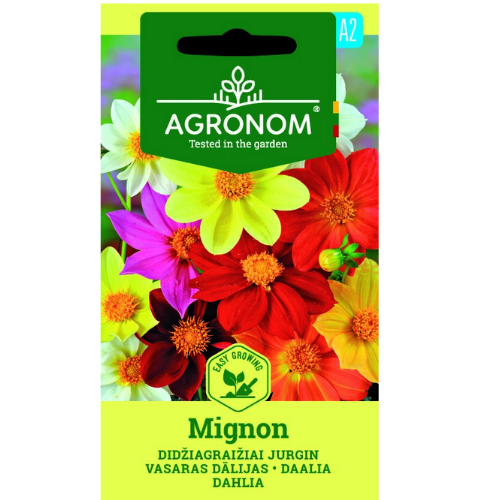 Dahlia - Mignon