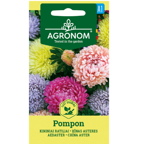 Aster - Pompon Mix