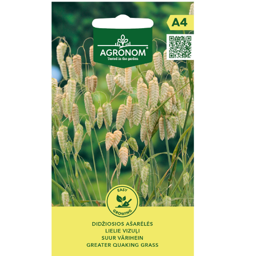 Italian Quaking Grass