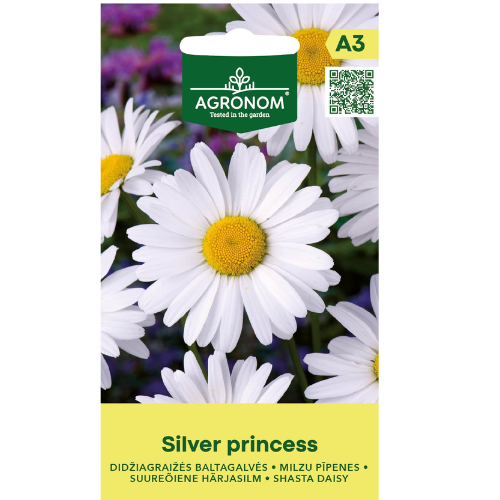 Giant marigold - Silver Princess