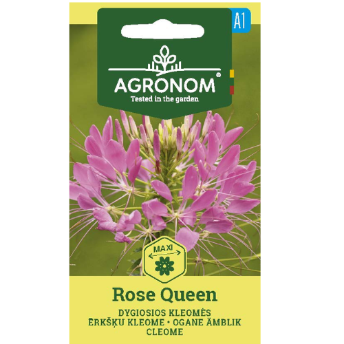 Paradise flowers - Rose Queen