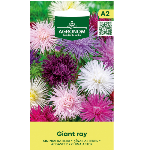 Summer Aster - Giant Ray Mix