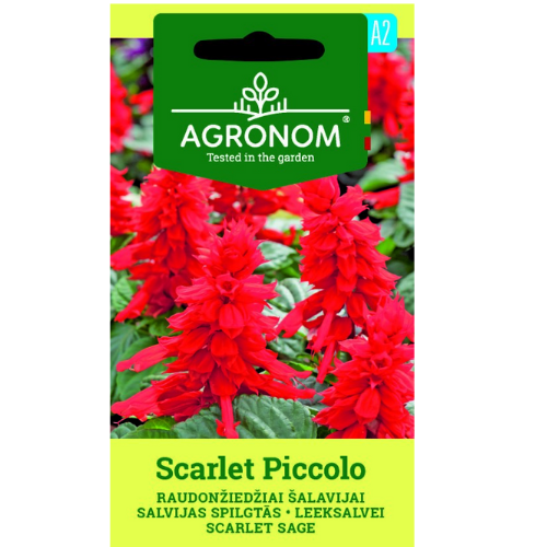 Praktsalvia - Scarlet Piccolo