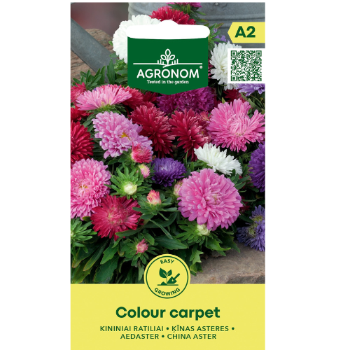 Aster - Colour Carpet Mix