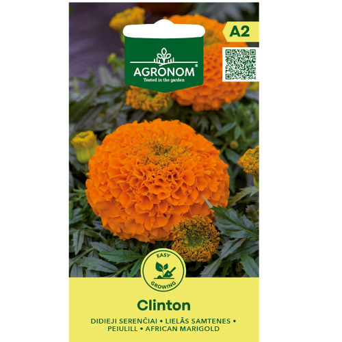 African - Tagetes Clinton