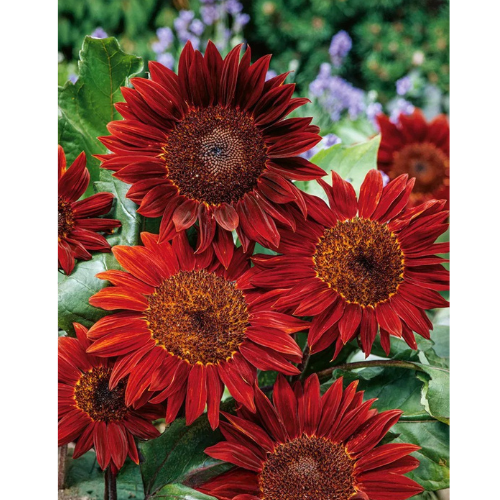 Sunflower- Red Sun