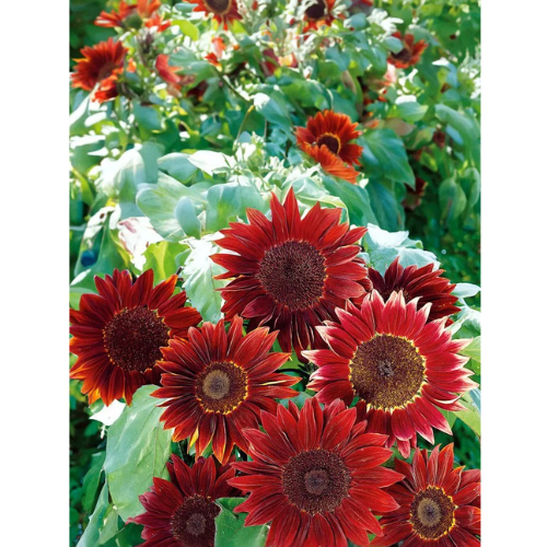 Sunflower - Moulin Rouge