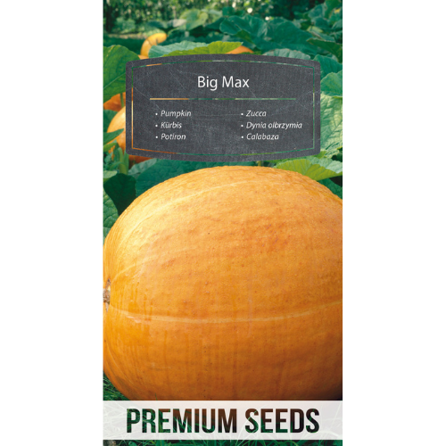 Pumpkin - Big Max