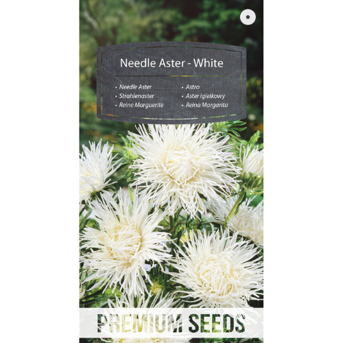 Aster - Vitt