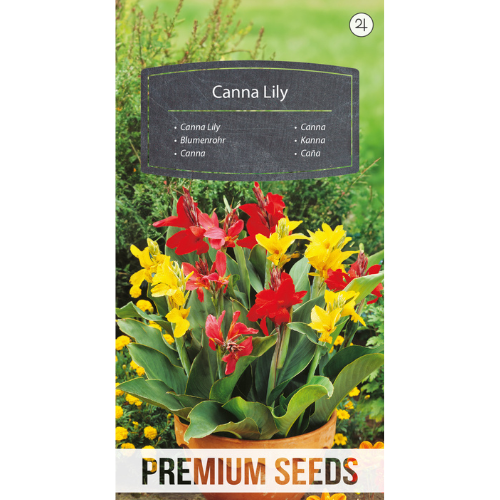 Canna lilly