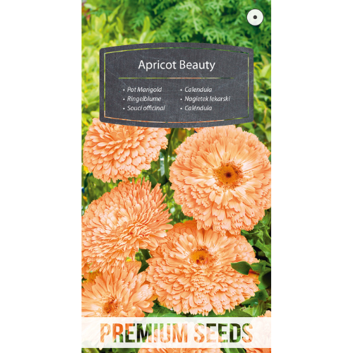 Marigold - Apricot Beauty